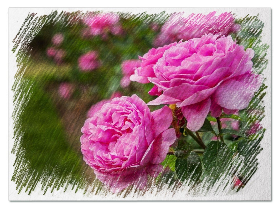 Гидролат дамасской розы (Болгария)