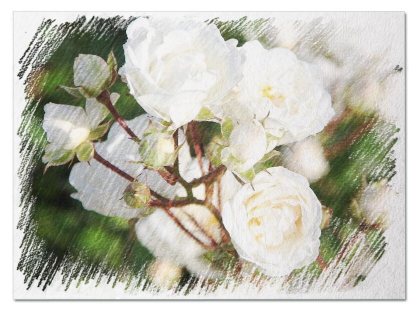 Гидролат белой розы