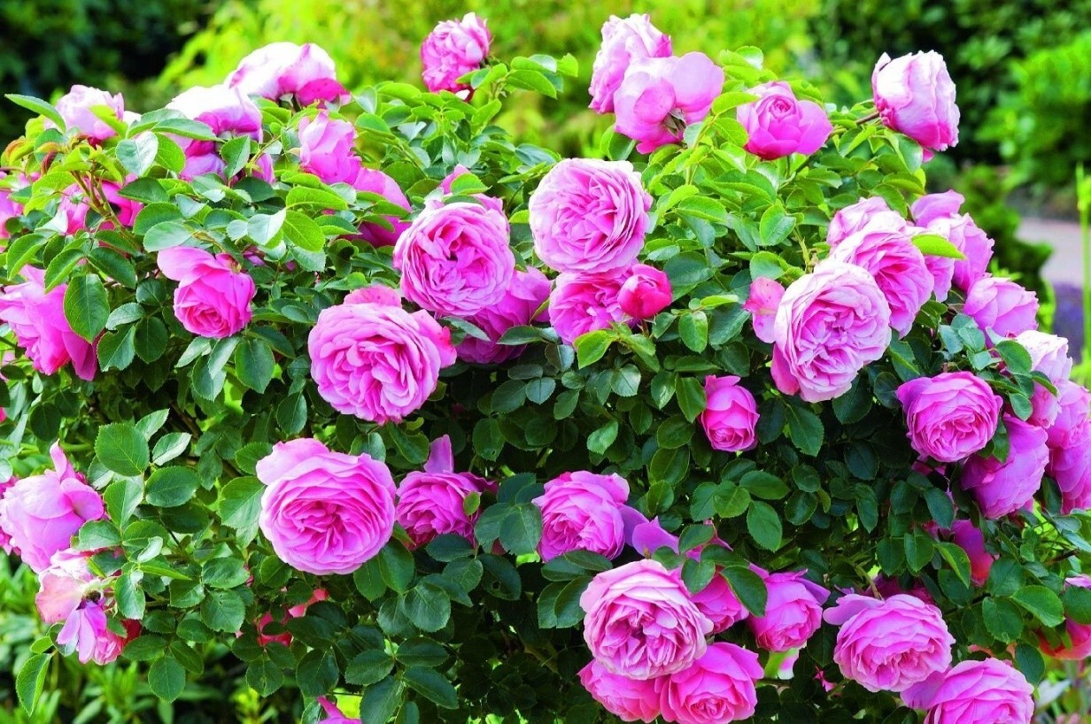 Роза майская (centifolia) абсолют